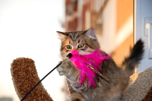 a Cats, lovely fluffy a pets. kitty