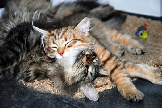a Cats, lovely fluffy a pets. kitty