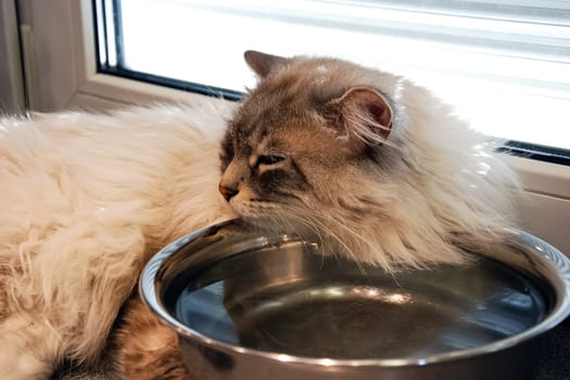 Cats, the lovely a fluffy a pets.