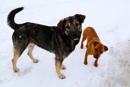 Dog, pet of all people. Dog in winter snow. Street dog walking.