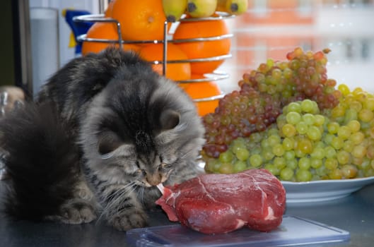 a Cats, lovely fluffy a pets. kitty