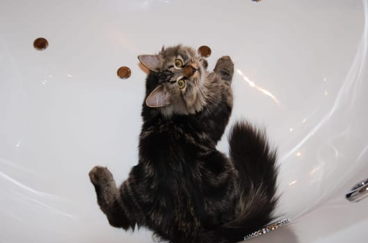 a Cats, lovely fluffy a pets. kitty