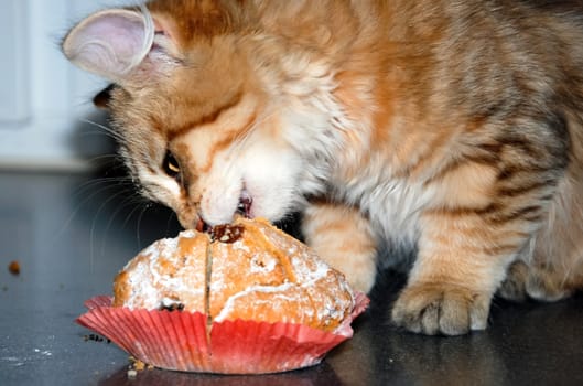 a Cats, lovely fluffy a pets. kitty