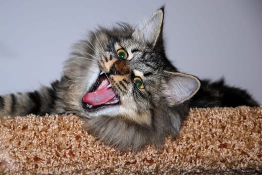 a Cats, lovely fluffy a pets. kitty