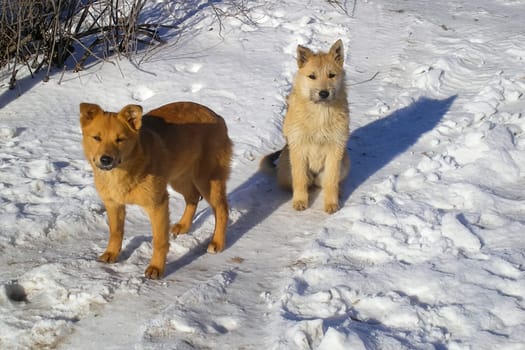 Dog, pet of all people. Dog in winter snow. Street dog walking.