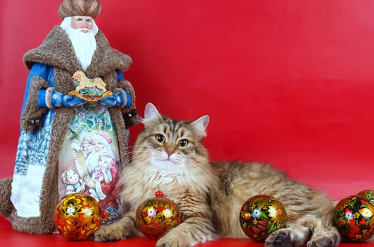 a Cats, lovely fluffy a pets. kitty