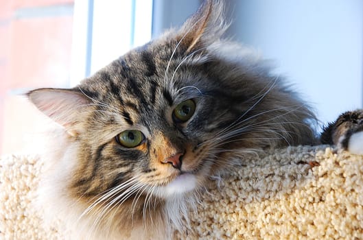 a Cats, lovely fluffy a pets. kitty