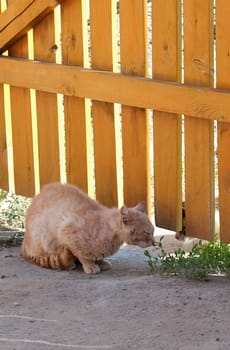 Cats, a lovely fluffy a pets