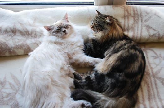 a Cats, lovely fluffy a pets. kitty