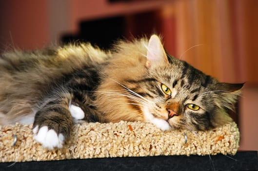 a Cats, lovely fluffy a pets. kitty