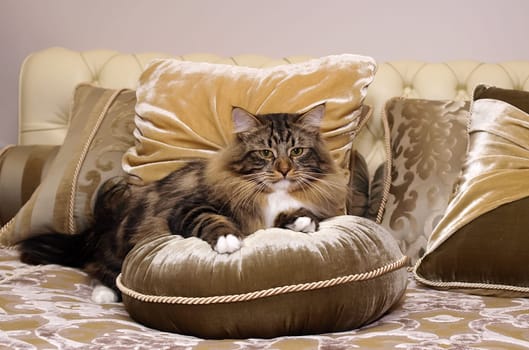 a Cats, lovely fluffy a pets. kitty
