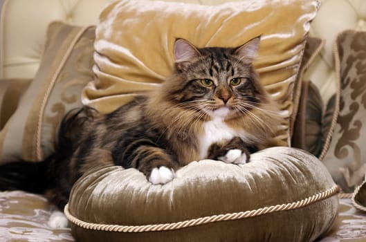 a Cats, lovely fluffy a pets. kitty