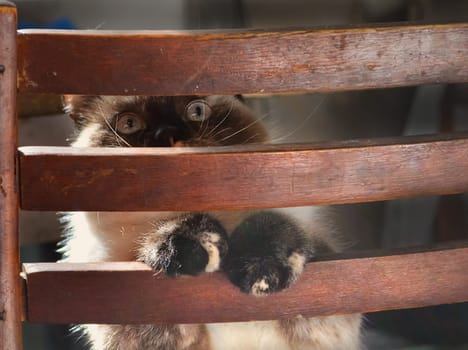 a Cats, lovely fluffy a pets. kitten