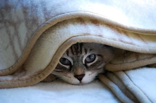 a Cats, lovely fluffy a pets. kitty