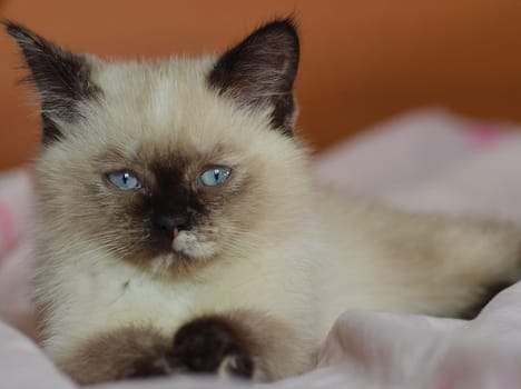 a Cats, lovely fluffy a pets. kitten