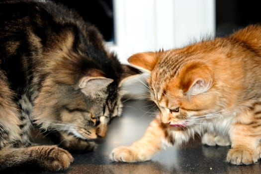 a Cats, lovely fluffy a pets. kitty