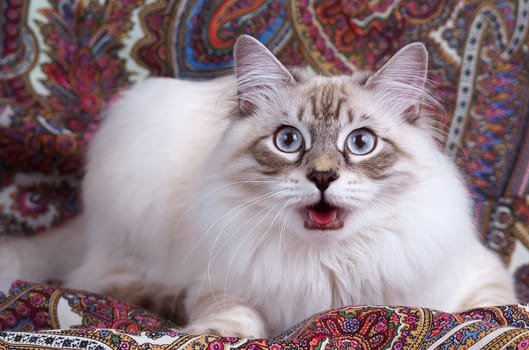 a Cats, lovely fluffy a pets. kitty