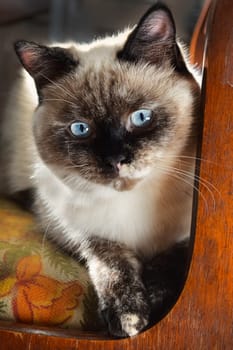 a Cats, lovely fluffy a pets. kitty