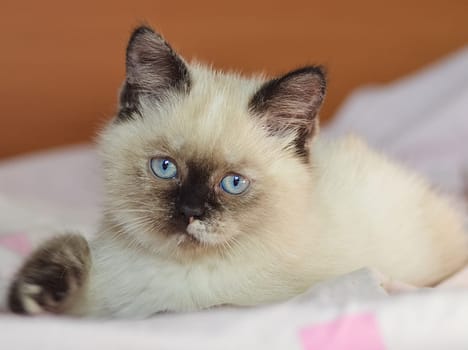 a Cats, lovely fluffy a pets. kitten