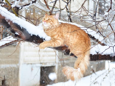 a Cats, lovely fluffy a pets. kitten