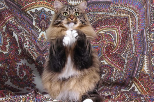 a Cats, lovely fluffy a pets. kitty