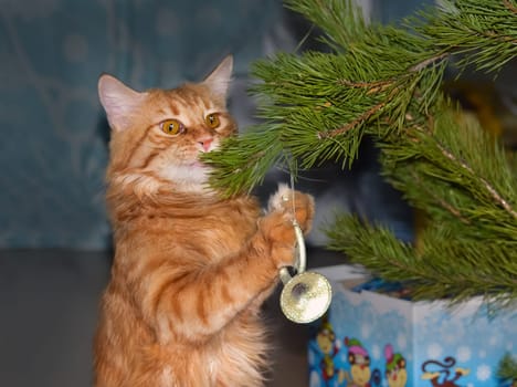 a Cats, lovely fluffy a pets. kitten