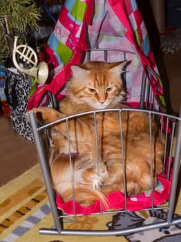 a Cats, lovely fluffy a pets. kitten