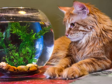 a Cats, lovely fluffy a pets. kitten