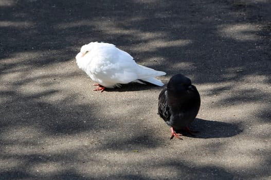 Common blue-gray doves in the city. Bird, who lives next to the man.