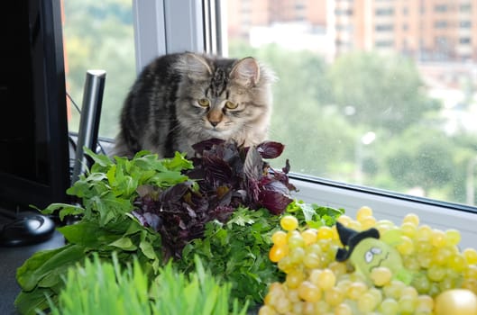 a Cats, lovely fluffy a pets. kitty