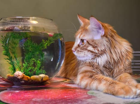 a Cats, lovely fluffy a pets. kitten