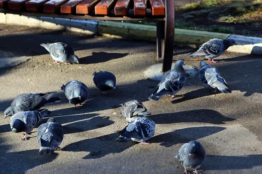 Common blue-gray doves in the city. Bird, who lives next to the man.