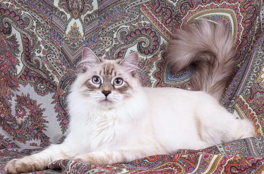 a Cats, lovely fluffy a pets. kitty