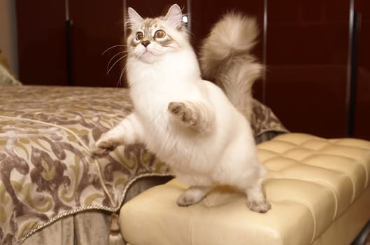 a Cats, lovely fluffy a pets. kitty