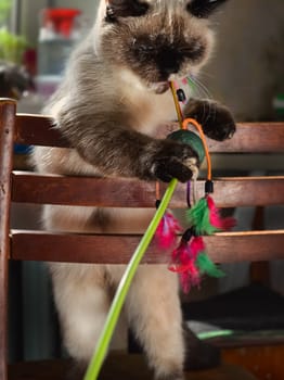 a Cats, lovely fluffy a pets. kitten