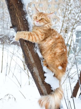a Cats, lovely fluffy a pets. kitten