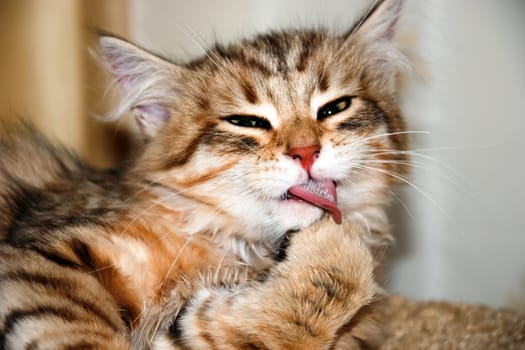 a Cats, lovely fluffy a pets. kitty