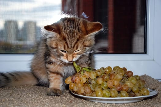 a Cats, lovely fluffy a pets. kitty