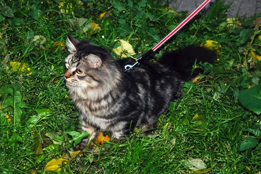 a Cats, lovely fluffy a pets. kitty