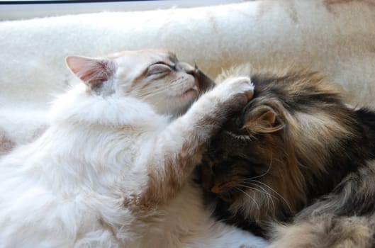 a Cats, lovely fluffy a pets. kitty