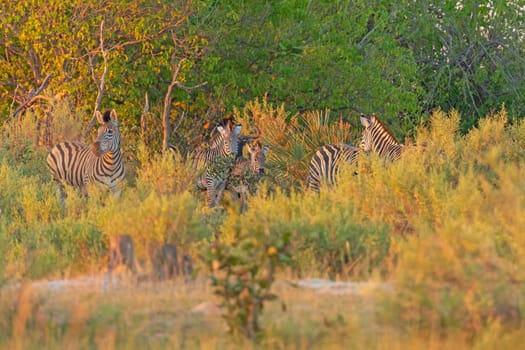 Zebra Family Feeding in the Savanah in the Okavango Delta in Botswana
