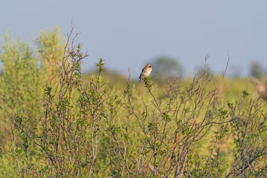 White Browed Sparrow Weaver in the Okavango Delta in Botswana