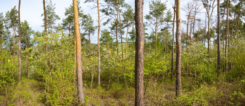 Green Forest in spring