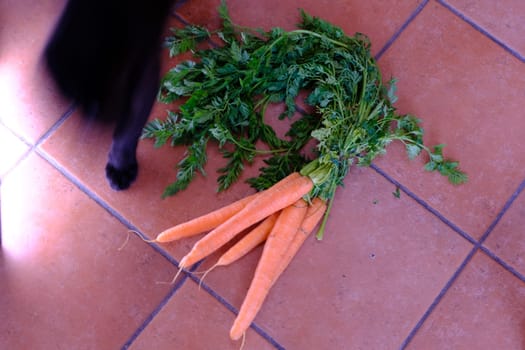 Black cat and carrots exposed on ceramic floor backround