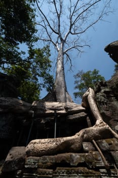 angkor prohm,archeological site in  Cambodia