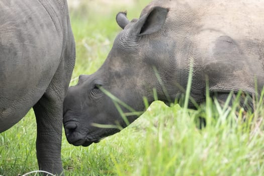rhino in protected area in national park, Uganda