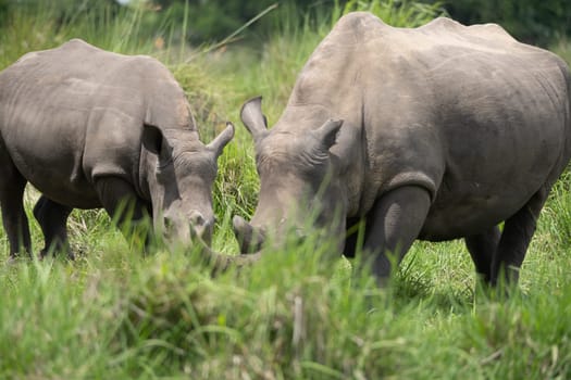 rhino in protected area in national park, Uganda