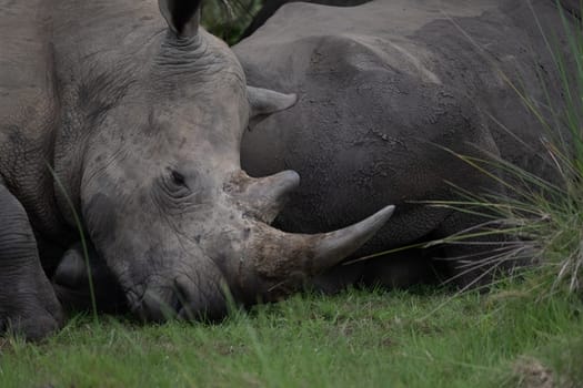 rhino in protected area in national park, Uganda
