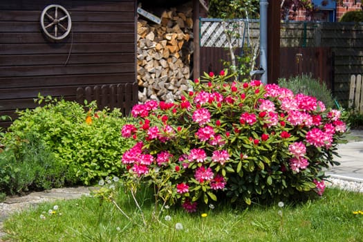 Rustic garden -  blooming pink rhododendron flowers