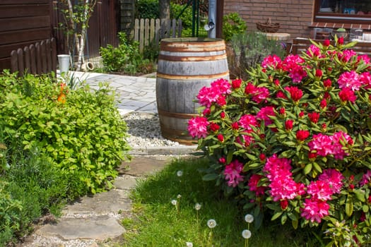 Rustic garden -  blooming pink rhododendron flowers